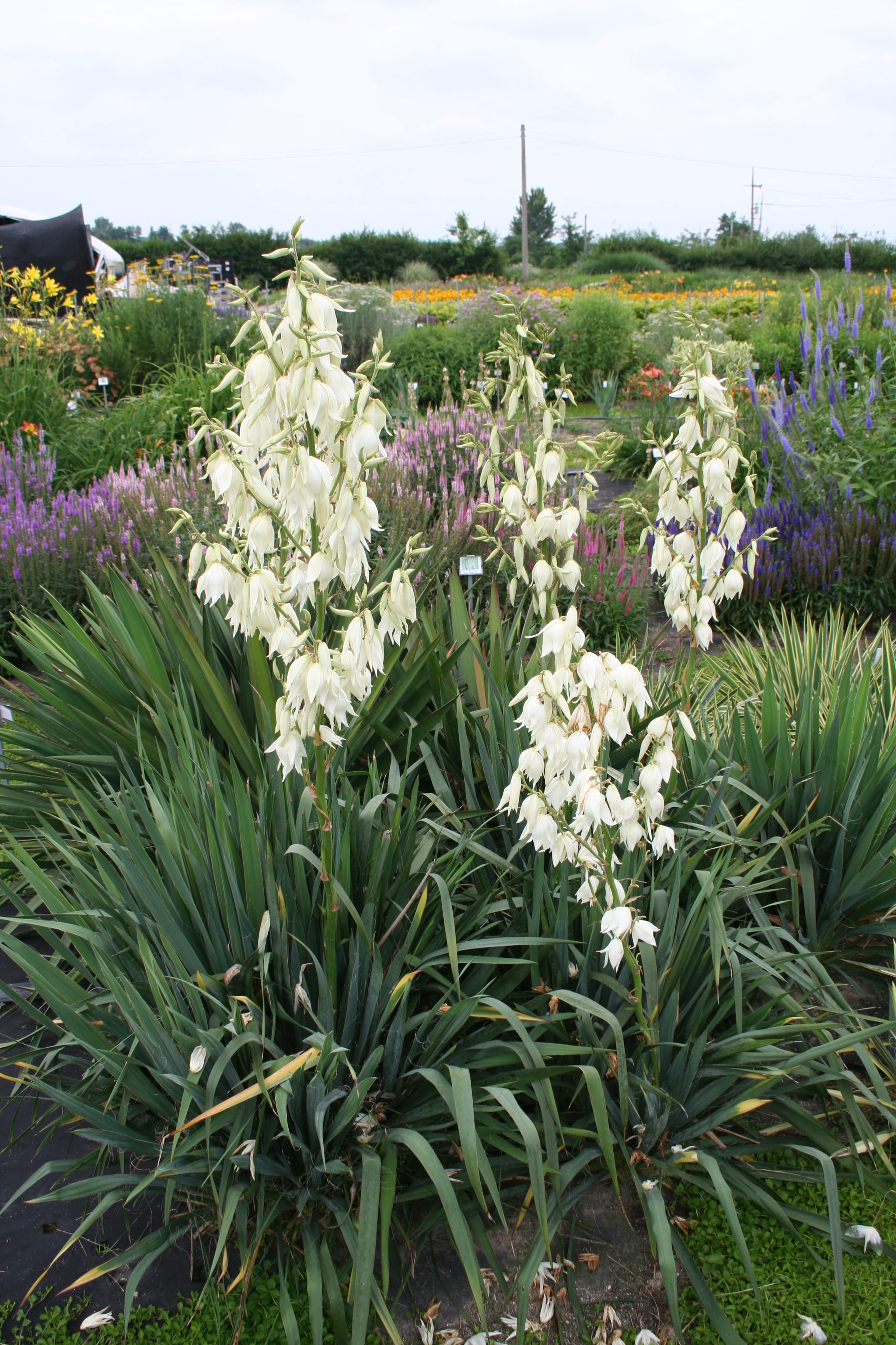 Yucca filamentosa